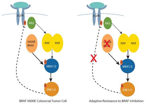Braf Mutations In Colorectal Cancer Clinical Relevance And Role In Targeted Therapy In Journal