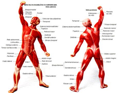 Músculos Do Corpo Humano Os Principais Tipos E Funções Resumo