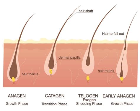 What Do Hair Follicles Look Like