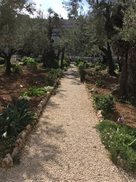 Garden Of Gethsemane The Best Private Guided Tours In Israel