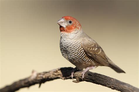 Red Headed Finch Bird And Wildlife Photography By Richard And Eileen Flack