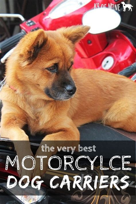Below, we are listing the most popular longboard models. 5 Best Dog Carriers for Motorcycles: Road Cruising With ...
