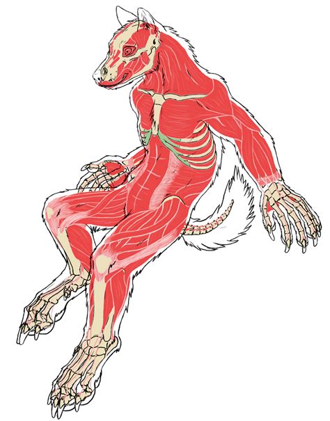 Werewolf Musculoskeletal System By Jmillart On Deviantart