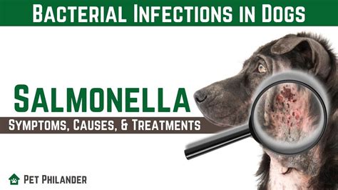 Salmonella Infections In Dogs Symptoms Causes Treatments Bacterial