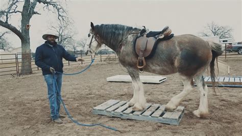 Steady Horse Bonding Secrets Free Online Clinic Youtube