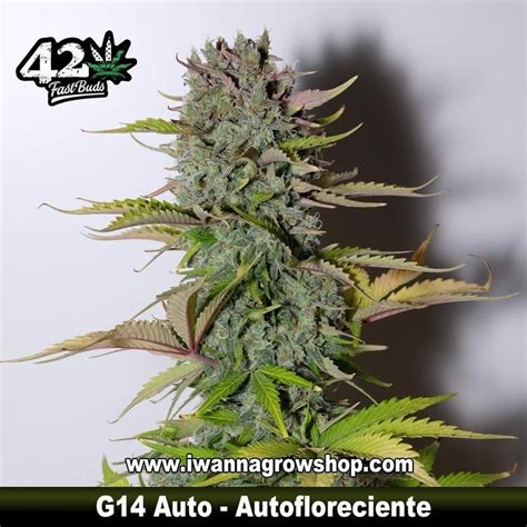 Comprar G14 Auto Fast Buds Autofloreciente I Wanna Grow Shop