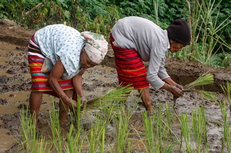 Rice Culture Of The Cordilleras Abs Cbn News