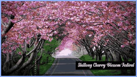 Shillong Cherry Blossom Festival 2022 Dates And Music Contest