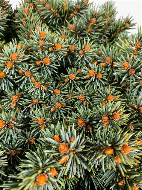 Spruce trees are large and small evergreen conifers that are hardy, deer resistant, and low maintenance. Dwarf Blue Pearl Colorado Spruce Trees For Sale | The Tree ...