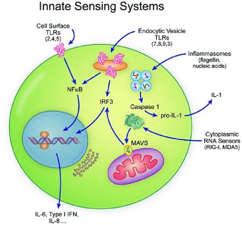 1 Schematic Diagram Of The Toll Like Receptor Tlr Inflammasome And