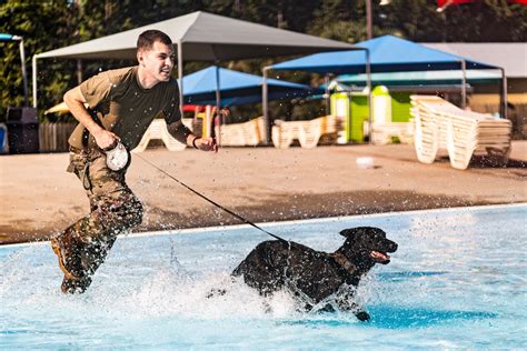 Dvids Images K9 Water Confidence Training Image 8 Of 31
