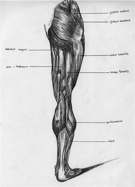 Back Muscle Anatomy Chart Muscle Chart Front View Discover The