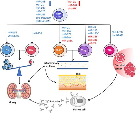 Frontiers Non Coding Rnas In Cd4 T Cells New Insights Into The