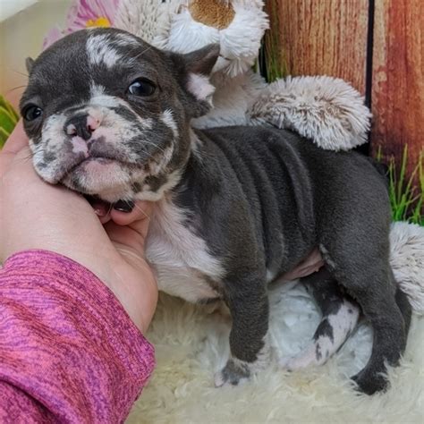 It can be hard and will take time. Gucci French Bulldog Puppy 636153 | PuppySpot