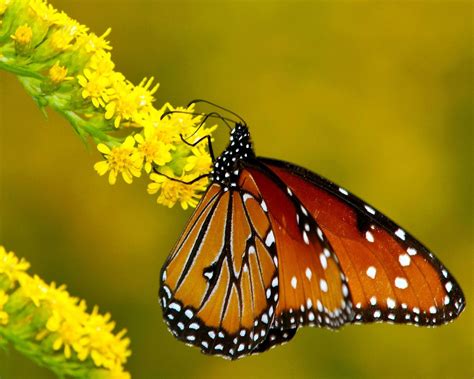 Monarch Butterfly Yellow Animal Desktop Wallpaper Preview