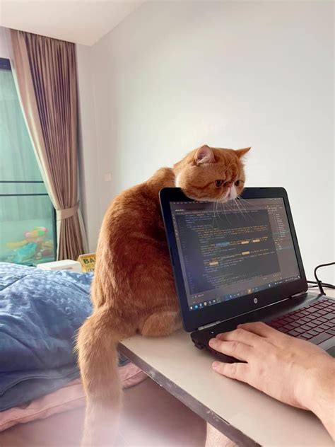 Cats With Jobs On Twitter
