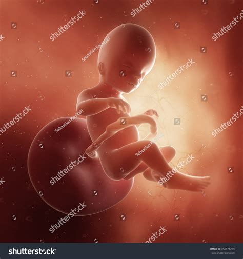 3d Rendered Medically Accurate Illustration Fetus Stock Illustration