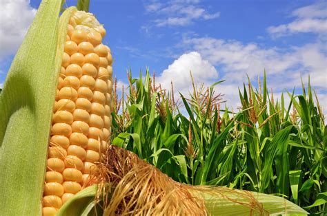 Produccion Agricola El Cultivo Del Maiz