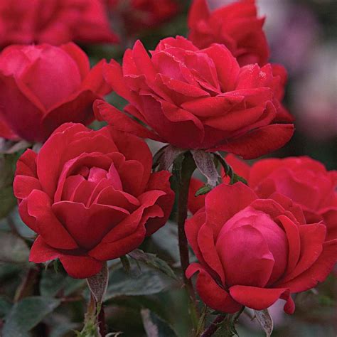 Spring Hill Nurseries Bareroot Red The Double Knock Out Rose Bush With