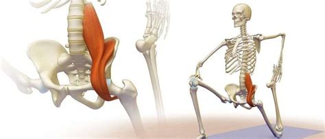 Psoas The Most Vital Muscle In Our Body Advice Msk Sports Injury