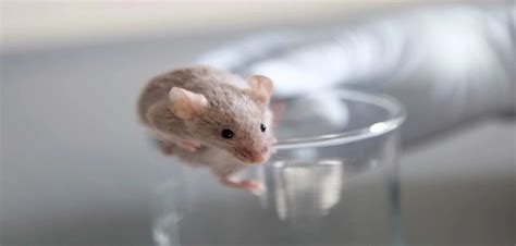 Cancer Chemotherapy Drug Reverses Alzheimers Symptoms In Mice
