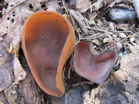 Blue Jay Barrens Fungus 2011