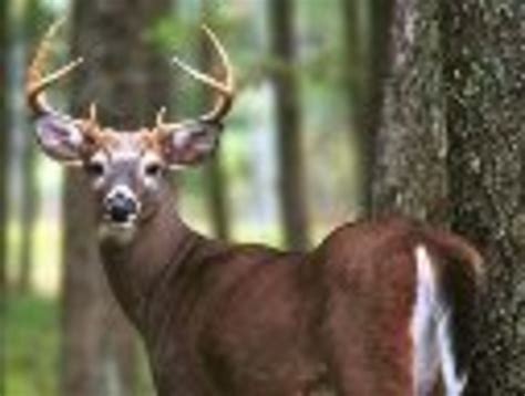 Archery Season For Deer Opens October 1st