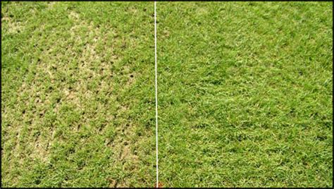 How To Overseeding Tall Fescue Best Manual Lawn Aerator