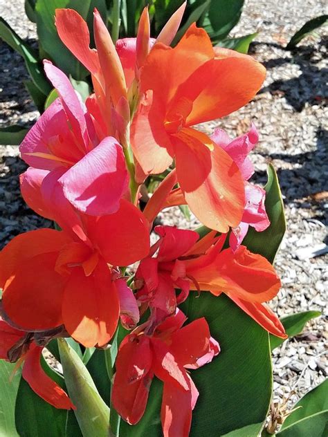 Part shade can be found under trees. Lovely small sized Canna. Size to 1m x 1m. Full sun part ...