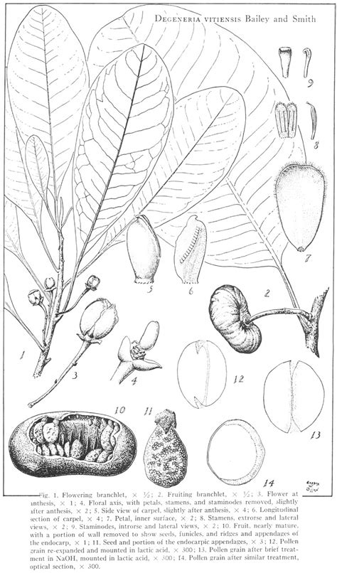 Angiosperm Families Degeneriaceae Bailey And Smith