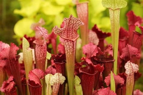 9 Tipos De Plantas CarnÍvoras Nombres Y Fotos