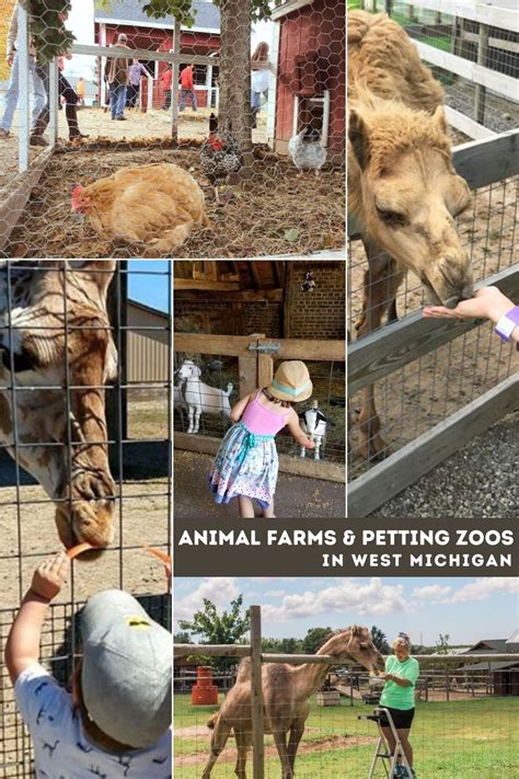 Animal Farms And Petting Zoos 25 Farms For Kids To Visit In West