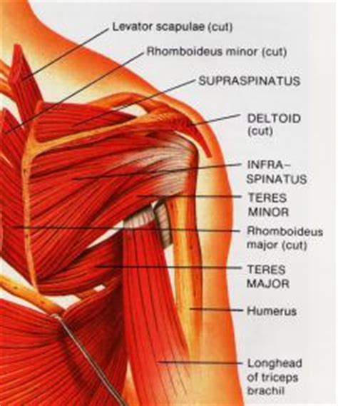 Muscle pain, or myalgia, is a sign of an injury, infection, disease or other health problem. Shoulder Injuries - PhysioCare