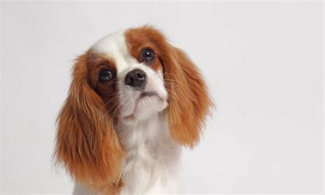 Hay razas de perros para pisos que se adaptan a la perfección. Las 10 mejores razas de perro si vives en un piso pequeño ...