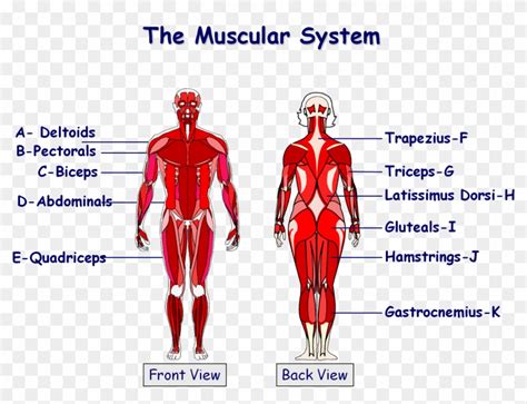 Muscles In The Body Gcse Png Download Gcse Muscles In Body