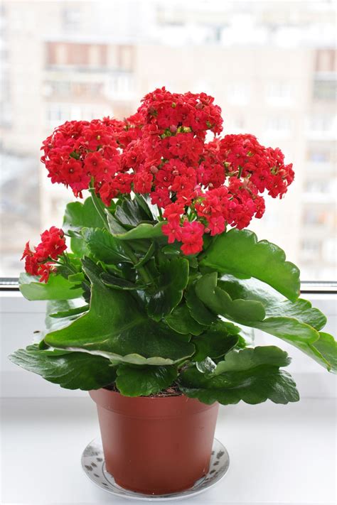 25 Easy Houseplants Easy To Care For Indoor Plants Indoor Flowering