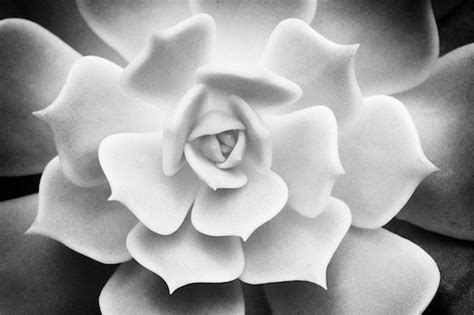 Download the perfect flower image on burst. Fine Art Nature and Abstract Photography by Byron ...