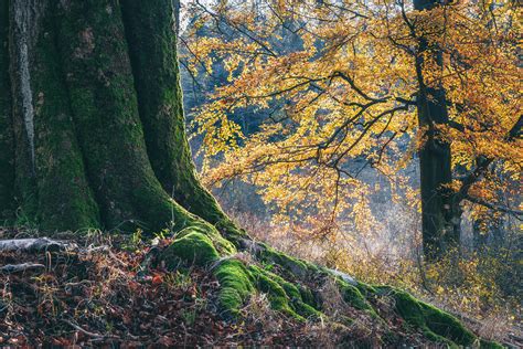 Forest of the giant beech trees on Behance