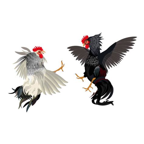 130 Cock Fighting Illustrations Royalty Free Vector Graphics And Clip