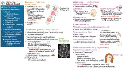 Immunology Microbiology Protozoa Blood And Tissues Non Plasmodia