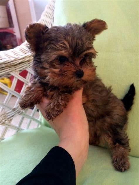 Maybe you would like to learn more about one of these? yorkies at 12 weeks | ... taken 12/21-13 at 10 weeks old ...