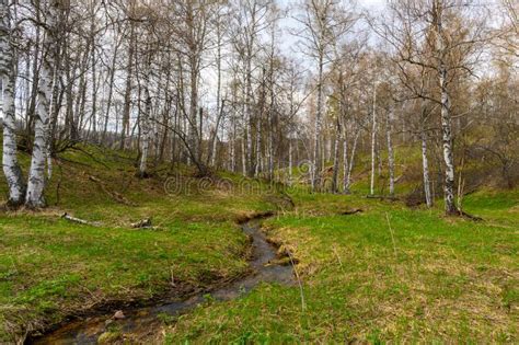South Ural Rough Stream With A Unique Landscape Vegetation And
