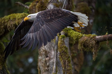 Seattle Digital Photography Bald Eagles At Skagit River With King 5 News