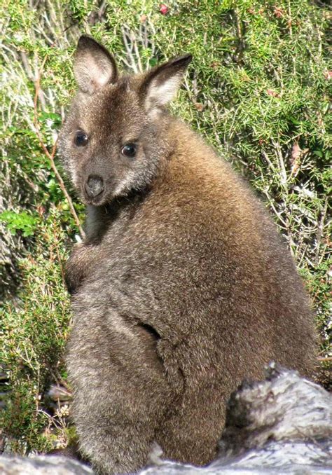 Aussie Mammal Mugshots The Seeker Magi Nams
