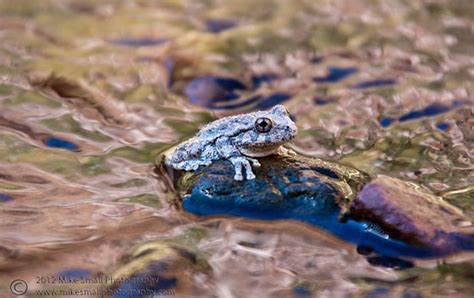 Shutter Mike Photography Photo Of The Day Ribbit