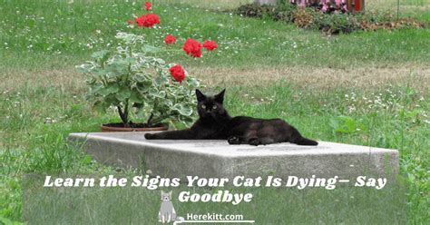 Learn The Signs Your Cat Is Dying Say Goodbye