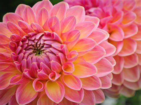 Nature Plant Dalia Flower Petals With Light Pink And Yellow Color Best