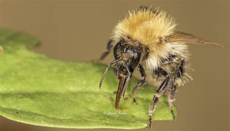 Bumble Bee Steven Bailey Flickr