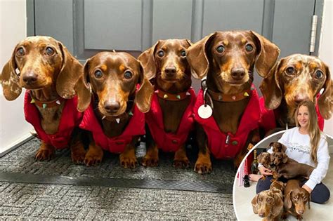 Five Sausage Dogs Show Off The Style That Has Made Them Social Media Stars