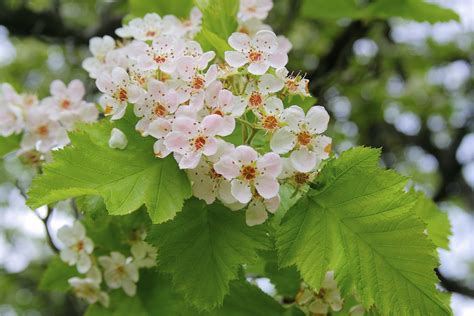 Hawthorn is respected as a tree of enchantment under the protection of the faery realms. Downy Hawthorn (Trees of Massachusetts) · iNaturalist
